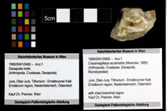 Foto (Objekt + Etiketten) von Cracensigillatus acutirostris (Moericke, 1889) 